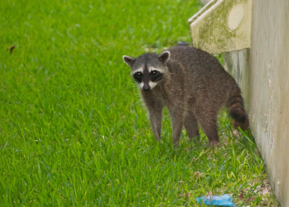 A raccoon stands on green grass next to a weathered wall, looking toward the camera.