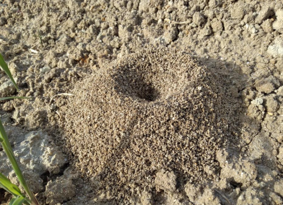 A close-up of an ant hill with a central opening on dry, sandy soil.