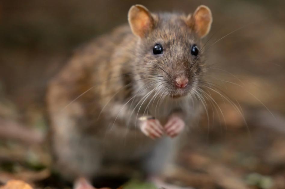 Close-up of a brown rat standing on its hind legs with blurred natural background.