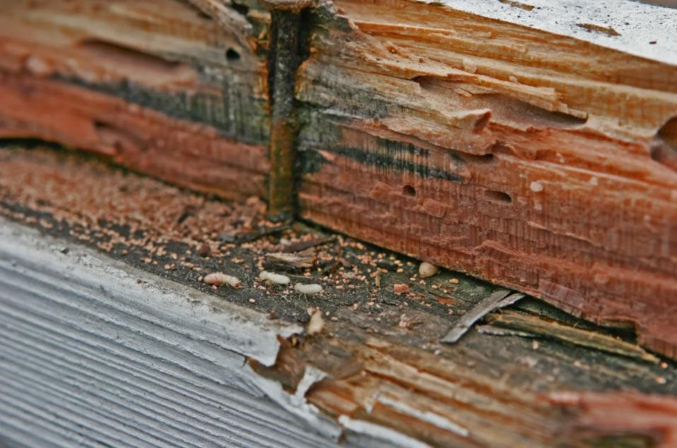 Close-up of wood damaged by termites, with visible holes, grooves, and wood dust around the affected area.