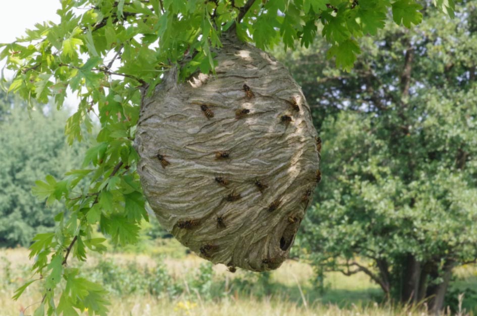 Large wasp nest hanging from a leafy tree branch, with several wasps on its surface, outdoors.